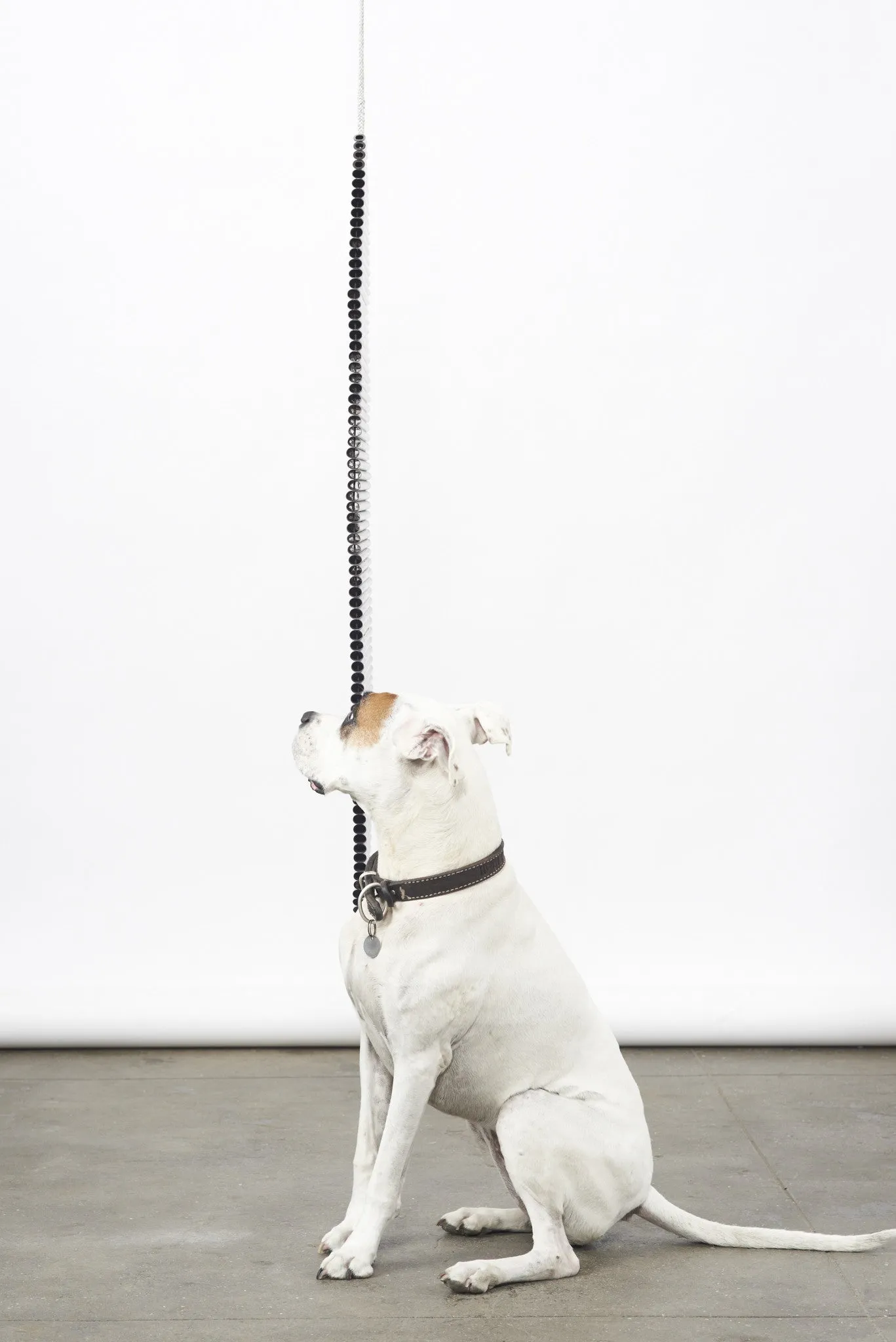 Cocoon, 2013