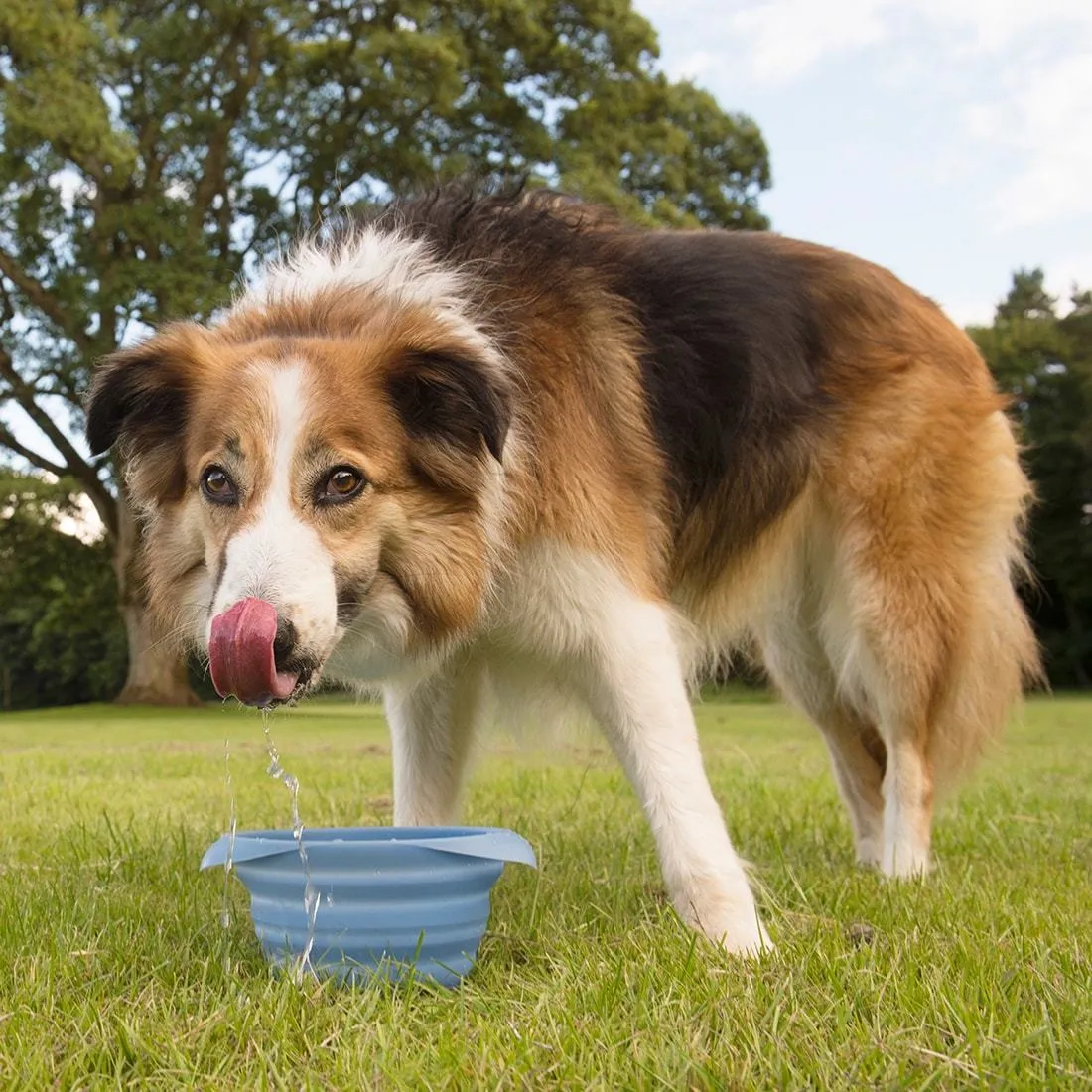 Collaps A Bowl