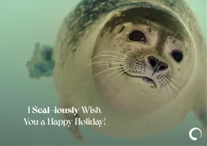 Cute Seal Card