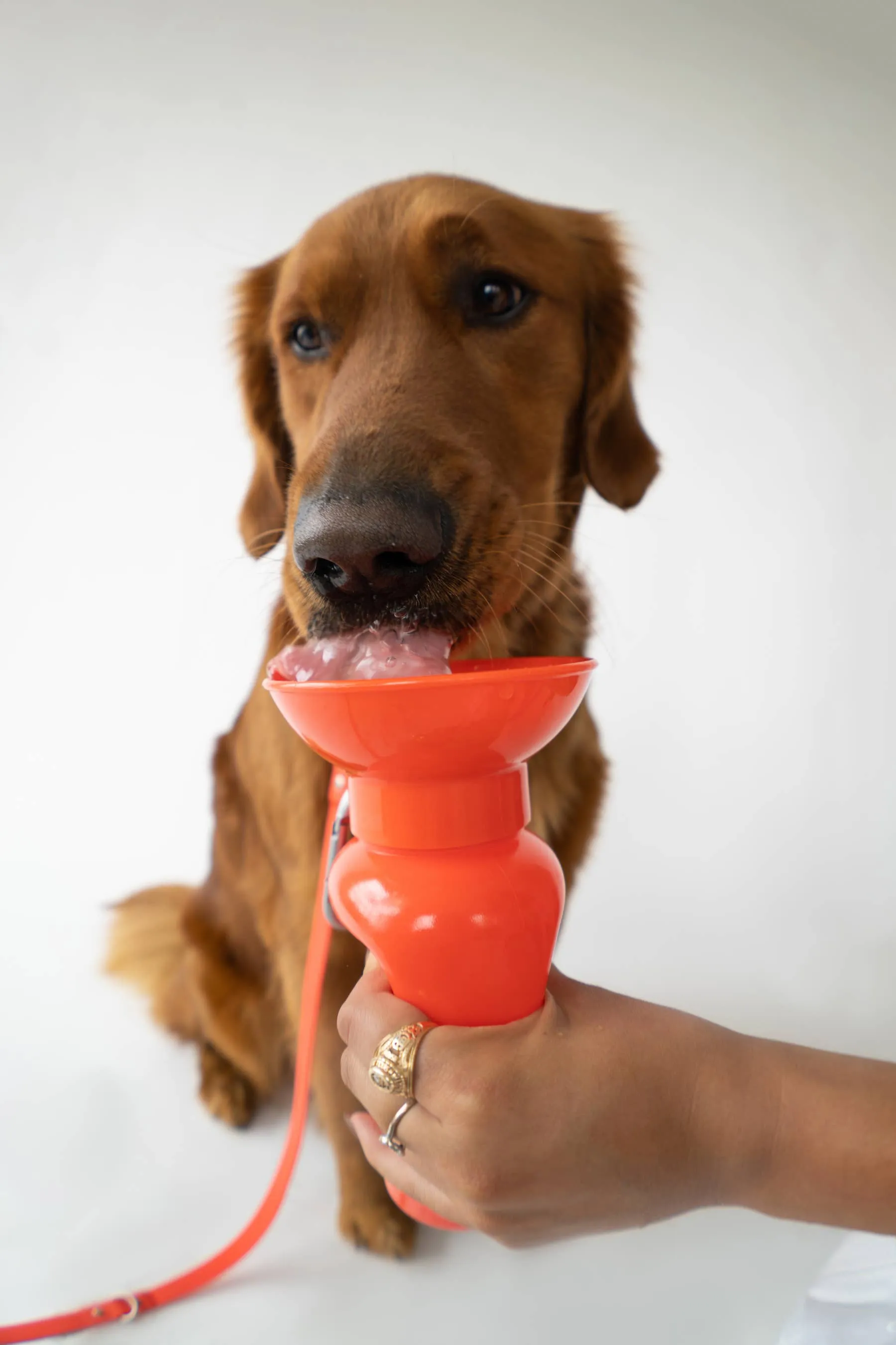 Dog Water Travel Bottle