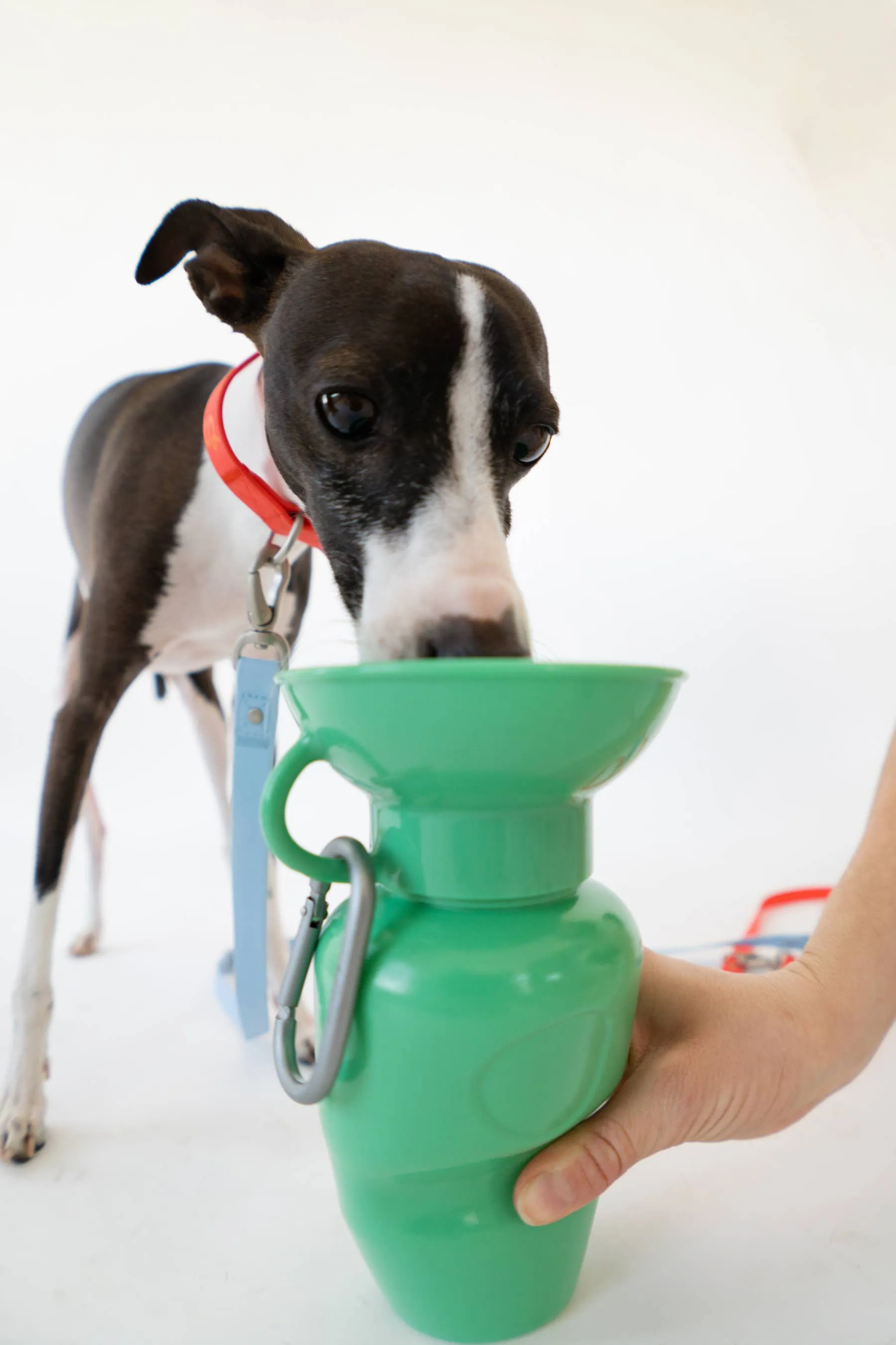 Dog Water Travel Bottle