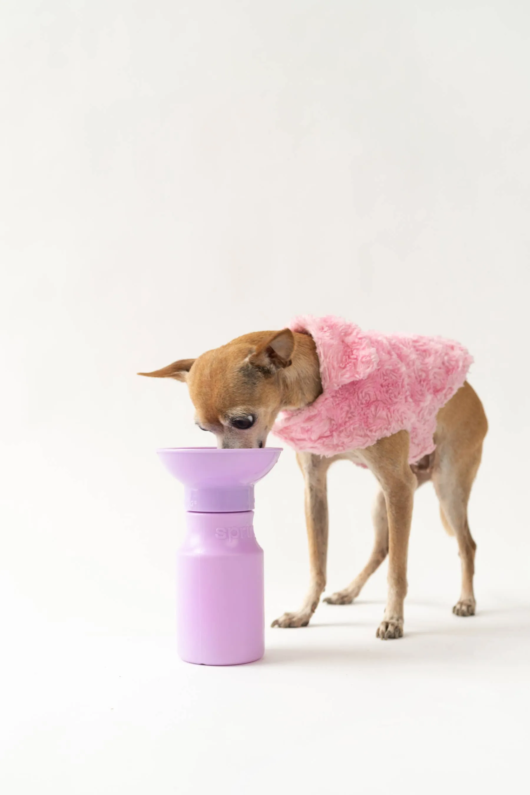 Springer - Dog Travel Water Bottle | Mini 15 oz