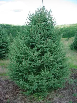 White Spruce