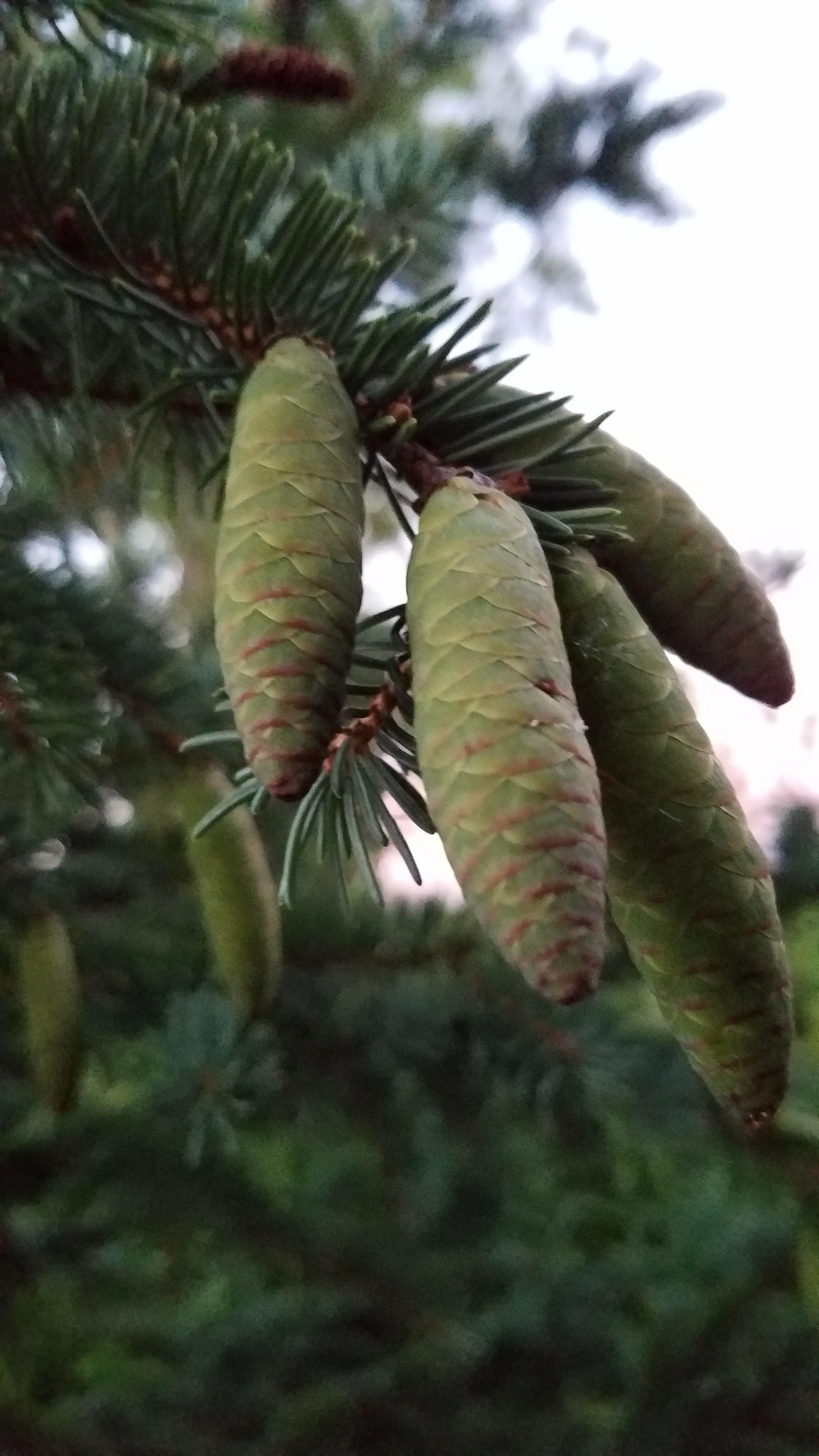 White Spruce